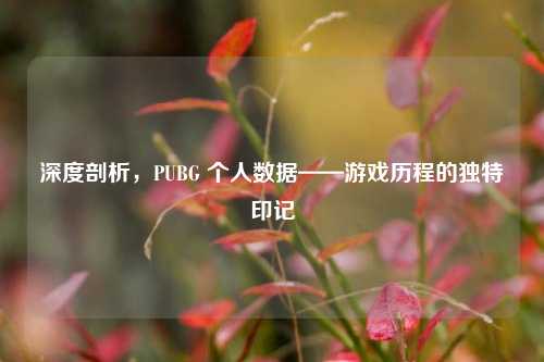 深度剖析,PUBG 个人数据——游戏历程的独特印记