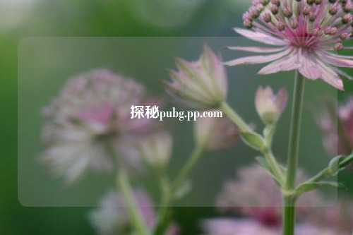探秘pubg.pp.com