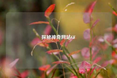 探秘神奇网站CF
