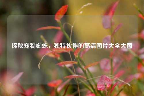 探秘宠物蜘蛛，独特伙伴的高清图片大全大图
