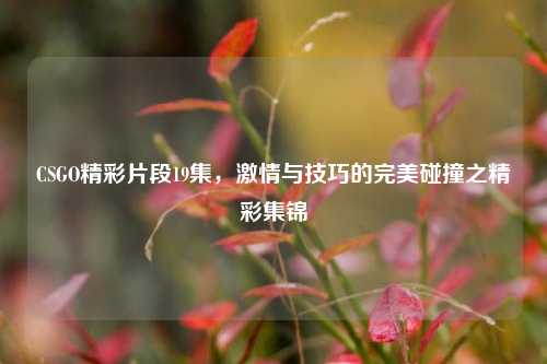 CSGO精彩片段19集，激情与技巧的完美碰撞之精彩集锦