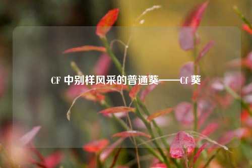 CF 中别样风采的普通葵——Cf 葵