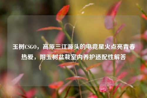 玉树CSGO，高原三江源头的电竞星火点亮青春热爱，附玉树盆栽室内养护适配性解答